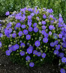 Image result for Carvalhoa campanulata