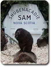 The events start at 7:00 am with shubenacadie sam making his appearance and prediction at 8:00 am. Shubenacadie Sam Shubenacadie Wildlife Park