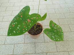 Maybe you would like to learn more about one of these? Caladium Florida Clown Tall Furniture Home Living Gardening Plants Seeds On Carousell