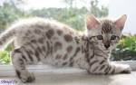 White bengal kittens for sale - May 2020 - NewsNow