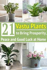 21 Vastu Plant To Bring Prosperity Peace And Good Luck At Home Plants Plant Benefits Lucky Bamboo Plants