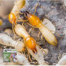 We've bundled our essential pest control services with expert mosquito management services to provide you with a full 7 months of protection at an affordable discount. Bee Green Pest Control Posts Facebook
