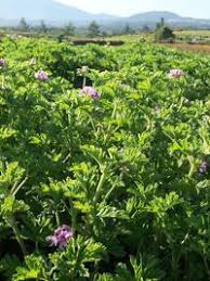 Geranium Odorant Herbe A Robert Pelargonium Graveolens Geranium Astringente Geranium Systeme Nerveux Pelargonium Plantes Aromatiques Geranium