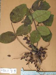 Image result for Lannea welwitschii