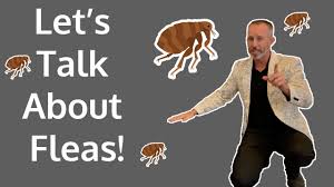 Other pests keep coming back. Houston Flea Tick Control Preventive Pest Control