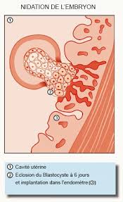 Mais d'autres causes sont possibles : Nidation De L Embryon Comment Interpreter Les Symptomes Fiv Fr