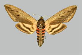 Image result for Sphinx ligustri