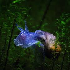 Garnelio De On Instagram Yoda Snail Thorsten Kramer Aqua Freshwater Aquarium Garnelen Krebs Aquarium Snails Freshwater Aquarium Shrimp Tank