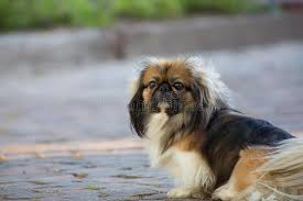 10 photos of wasabi the pekingese, the 2021 westminster best in show winner. 260 Brown Black Pekingese Dog Photos Free Royalty Free Stock Photos From Dreamstime