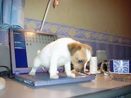 They can be sick and in pain, or want to defend themselves. Potty Problems Praise Or Punish Okaw Veterinary Clinic