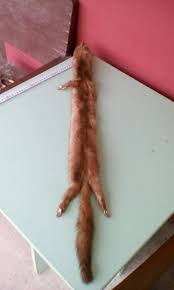 Dobrý film, knihu, hudobné predstavenie? Kuna Lasica Kupindo Com 52839081