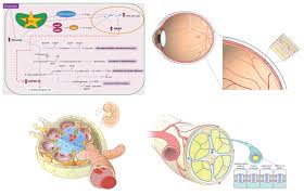 Diabetische Mikroangiopathie Www Endokrinologie Net