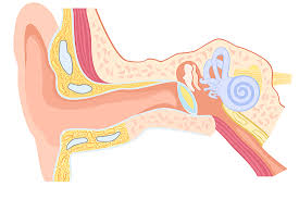 Tratamente pentru a scăpa de urechi infundate. De Ce Ni Se Infunda Urechile In Timpul Zborului Reginamaria Ro