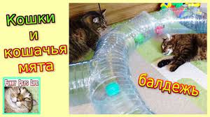 prikoly s kotami koshachya myata koty i palochki iz koshachego dereva funny animals pets funny