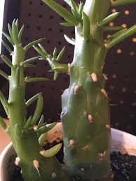 Cactus with spikes closeup free photo. Could I Get Some Id Help Also Wondering If The White Fuzz Is Natural Cactus