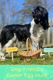 Create A Dog Easter Egg Hunt For Your Newf My Brown Newfies In 2020 Dog Easter Eggs Easter Dog Dog Training