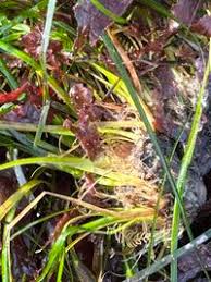 Image result for Zosteraceae