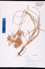 Image result for Cyperus sp. (ex Mariscus sp.no.2)