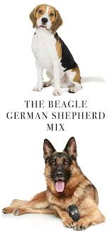 Beagle German Shepherd Mix Two Popular Breeds Combined