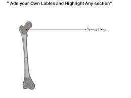 It is the only bone making up the upper arm. 0514 A Mature Long Bone Medical Images For Powerpoint Powerpoint Templates Download Ppt Background Template Graphics Presentation