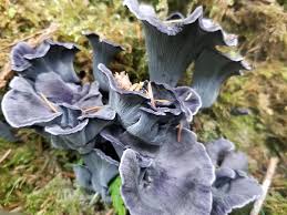 Image result for Cnestis polyphylla