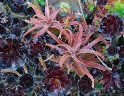 Image result for Aloe carnea