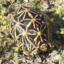 Indian Star Tortoise Care Sheet