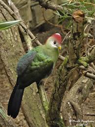 Bird That Sounds Like A Monkey Australia Red Crested Turaco Tauraco Erythrolophus Tropicheskie Pticy Pticy