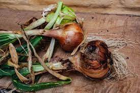 A pest called onion maggot can also spread the disease between plants. Top Problems Growing Onions And How To Fix It Ready To Diy