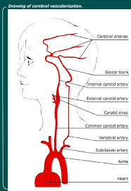Through their course, they give off several meningeal, muscular and spinal branches for the nearby structures. Common Carotid Artery Www Medicoapps Org