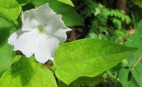 Image result for Thunbergia serpens