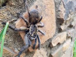 Botswana, zimbabwe and south africa type: An Adult Wild Female Ceratogyrus Dolichocephalus Cranial Horned Baboon Spider With Love From Zimbabwe Spiders