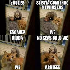 Frasesdeperros Perrosdibujos Perrosgraciosos En 2020 Memes Divertidos Memes De Perros Chistosos Memes De Animales Divertidos