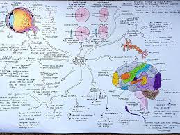 Cell Concept Map Worksheet Answers Sb2 Cells And Control Map Worksheets Concept Map Scientific Method Worksheet
