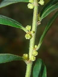 Image result for Clutia angustifolia