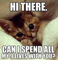 Cute Kittens Gumtree Cute Cats Farting Cute Animal Pictures Kittens Cutest Funny Animals