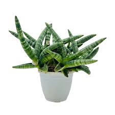 Image result for Sansevieria pedicellata
