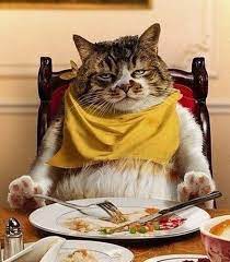Cat S Dinner Funny Cats Cats Funny Animals