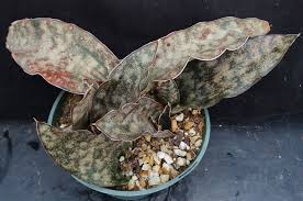 Image result for Sansevieria kirkii