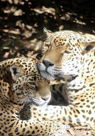 What Is In The Amazon Rainforest Animals Birds Plants People Rainforest Animals Amazon Rainforest Animals Pet Birds