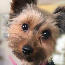 Proper Left Lane Usage