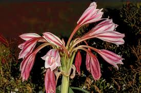 Image result for Crinum jasonii