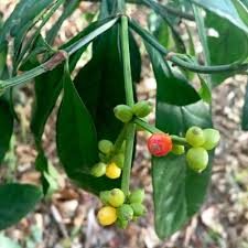 Image result for Psychotria auxopoda