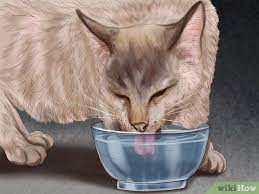 How To Identify Early Signs Of Chronic Kidney Disease In Cats Chronic Kidney Disease Cat Diseases Kidney Disease