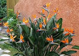 Image result for Strelitzia