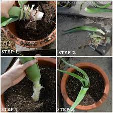 But i'm far from an expert. Growing Aloe Vera In Cold Climate Northern Homestead