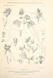 Image result for Melastomastrum