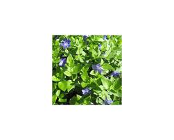 Image result for Vinca major