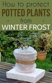How To Protect Potted Plants From Winter Frost Gardaholic Net Protect Potted Plants Winter Potted Plants Potted Plant Landscaping