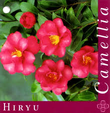 Camellias John Cole S Nursery Largest Perth Grower